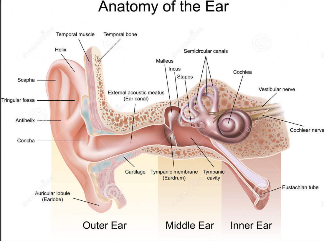 Ear Specialist Melbourne Blocked Ear Treatment ENT Specialists Group